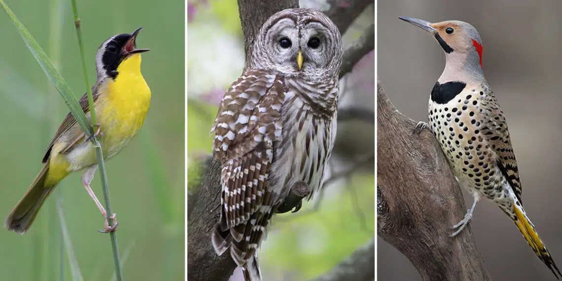 The Second Flight: How Award-Winning Photographer Hal Moran Found God in the Birds