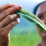 How natural farming is transforming food production in southern India