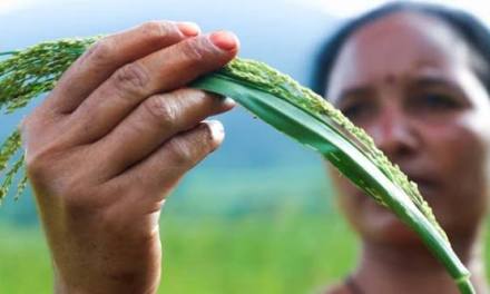How natural farming is transforming food production in southern India