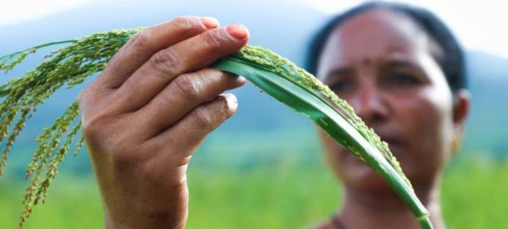 How natural farming is transforming food production in southern India