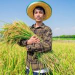 Climate change could slash rice harvests twice as much as scientists predicted