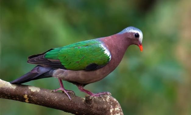 Birds are colliding with glass. Few in India are counting