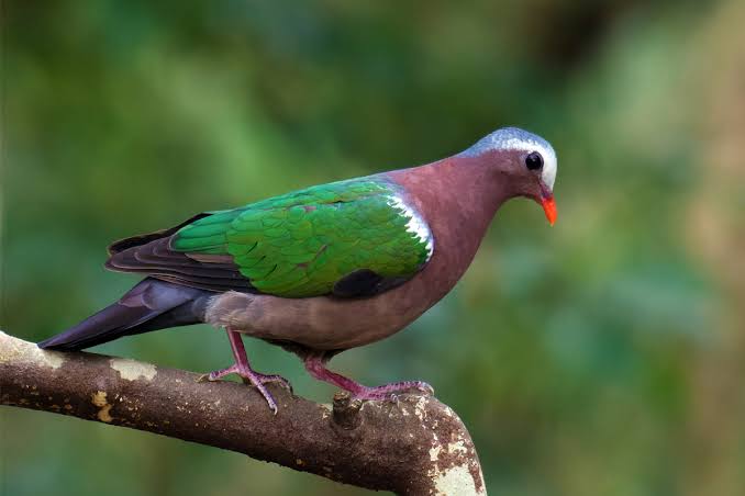 Birds are colliding with glass. Few in India are counting