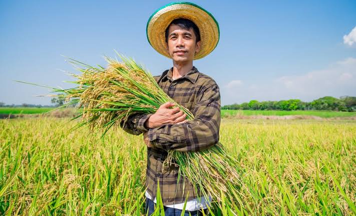 Climate change could slash rice harvests twice as much as scientists predicted