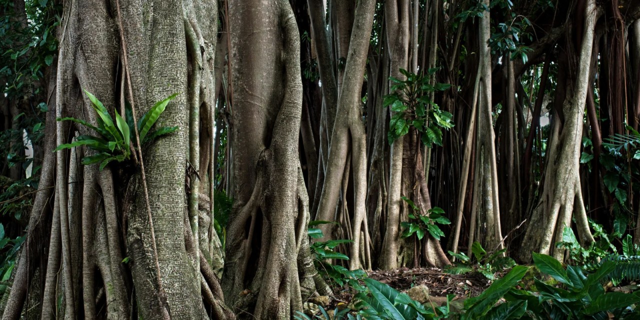 In the hills of northeast India, villagers grow living bridges by guiding the roots of rubber fig trees across rivers for 15 to 30 years — and unlike any bridge built by human hands, the older these get, the stronger they become