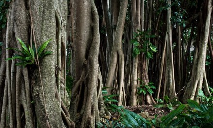 In the hills of northeast India, villagers grow living bridges by guiding the roots of rubber fig trees across rivers for 15 to 30 years — and unlike any bridge built by human hands, the older these get, the stronger they become