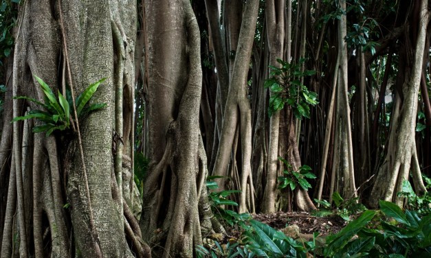 In the hills of northeast India, villagers grow living bridges by guiding the roots of rubber fig trees across rivers for 15 to 30 years — and unlike any bridge built by human hands, the older these get, the stronger they become