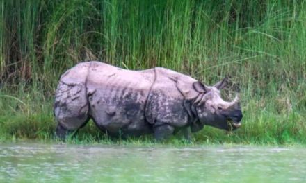 Nepal’s rhinos are crossing into India for water and greener pastures