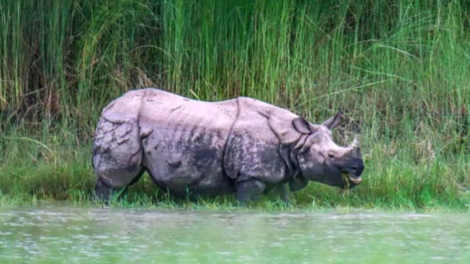 Nepal’s rhinos are crossing into India for water and greener pastures