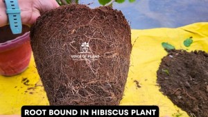 What is Root Pruning? How and When to Do Root Pruning in Plants (Complete Guide) 2