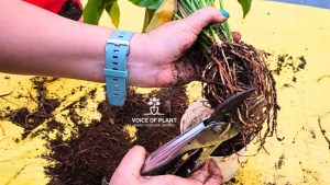 What is Root Pruning? How and When to Do Root Pruning in Plants (Complete Guide) 4