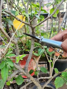 What is Root Pruning? How and When to Do Root Pruning in Plants (Complete Guide) 5