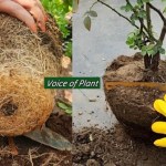 What is Root Pruning? How and When to Do Root Pruning in Plants (Complete Guide)