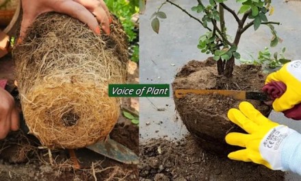 What is Root Pruning? How and When to Do Root Pruning in Plants (Complete Guide)