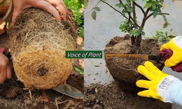 What is Root Pruning? How and When to Do Root Pruning in Plants (Complete Guide)