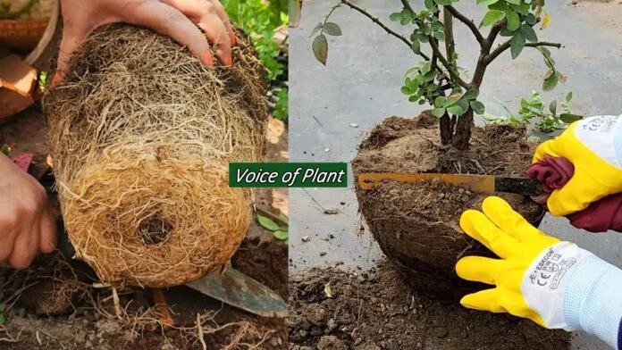 What is Root Pruning? How and When to Do Root Pruning in Plants (Complete Guide)
