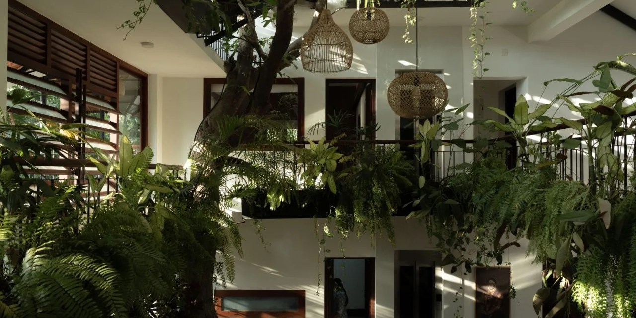 Indoor plants for the living room that bring a refreshing calmness to your space