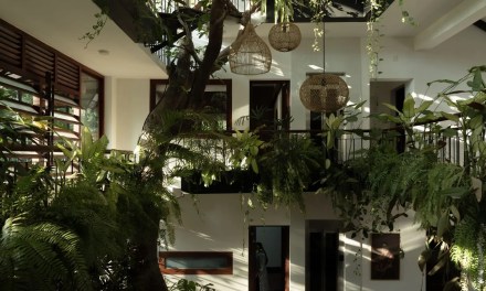 Indoor plants for the living room that bring a refreshing calmness to your space