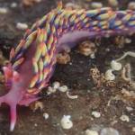 Rainbow sea slug find a reminder of climate change