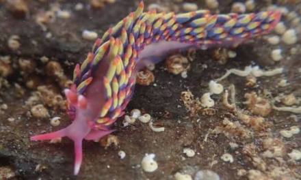 Rainbow sea slug find a reminder of climate change
