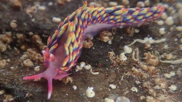 Rainbow sea slug find a reminder of climate change