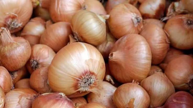 ICAR Scientists Identify Eight Stable, High-Yield Onion Genotypes Across India
