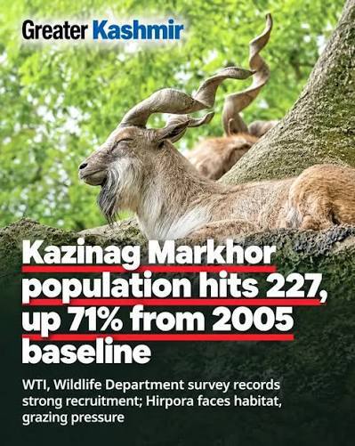 Kazinag Markhor population hits 227, up 71% from 2005 baseline