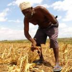 Africa’s Green Revolution threatens traditional foods