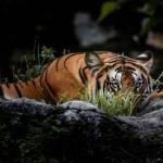 Positive Climate Stories in August 2026
