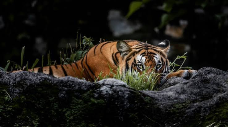 Positive Climate Stories in August 2026